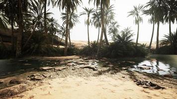 Panorama of Beautiful Oasis surrounded by sand dunes video