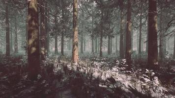 forêt de pins éclairée par le soleil du matin par une journée brumeuse au début du printemps video