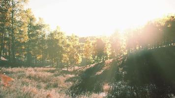 coucher de soleil lumineux dans les montagnes avec forêt jaune