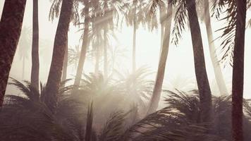 coconut palms in deep morning fog video