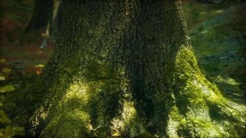 racines d'arbres et soleil dans une forêt verte avec de la mousse video