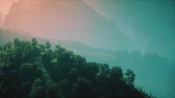 green trees in canyon at sunset with fog video