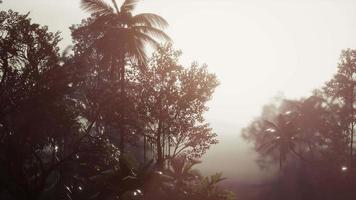tropischer Palmenregenwald im Nebel video