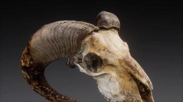 large old ram skull rotate video