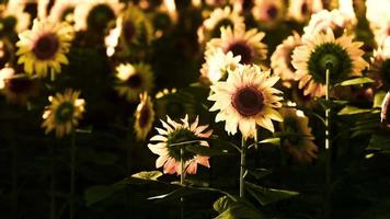 helle sonnenblume im sonnenuntergangslicht mit selektivem fokus der nahaufnahme video