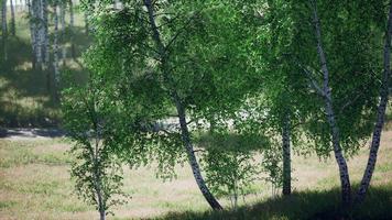 Birkenwald im Sonnenlicht am Morgen video