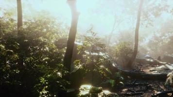Hyperlapse-Zeitraffer des wunderschönen tropischen Dschungels video