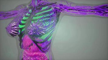 analyse de tomographie d'anatomie du corps humain video