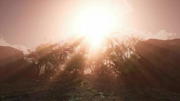 rayons du coucher du soleil à travers les palmiers video