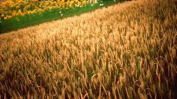 campo de trigo dourado e dia ensolarado video