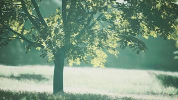 die grünen ahornblätter im sommer video