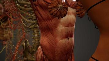 ilustración animada de anatomía humana en 3d video