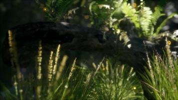 horizontally bending tree trunk with ferns growing, and sunlight shining video