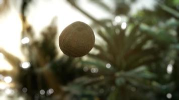 extreme slow motion falling coconut in jungle video