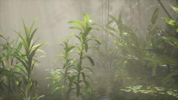 sol brillando a través de árboles y niebla en un río tropical video