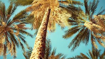 palmeras tropicales exóticas en la vista de verano desde abajo hasta el cielo