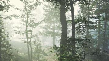 vista panorámica del majestuoso bosque en una niebla matutina