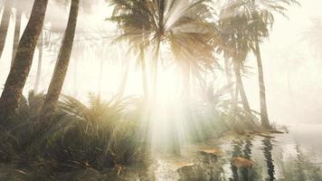 coconut palms in deep morning fog video