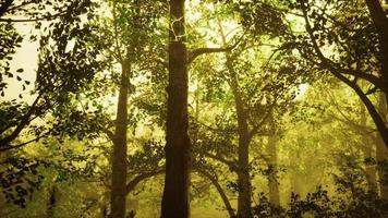 sommerwald mit tiefem nebel video