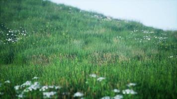 green hills with fresh grass and wild flowers in the beginning of summer video