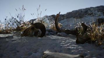 schedel van een dode ram in de woestijn video