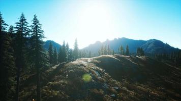 trees on meadow between hillsides with conifer forest video