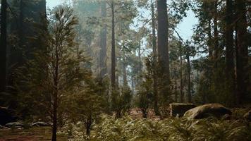 tall forest of sequoias in Yosemite National Park video