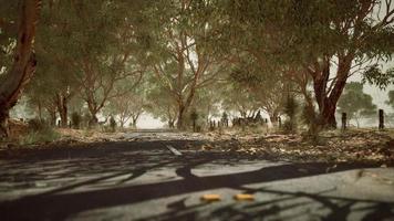 strada aperta in australia con alberi a cespuglio video