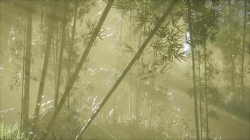 bosque de bambú asiático con clima de niebla matutina