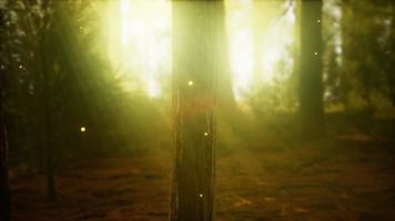 vuurvlieg in mistig bos met mist video