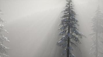 brouillard brumeux dans la forêt de pins sur les pentes des montagnes video