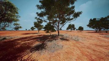 dry african savannah with trees video