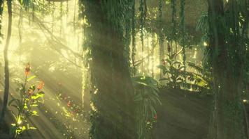 green tropical forest with ray of light video