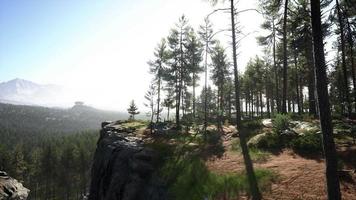 pineta sul fianco della montagna video