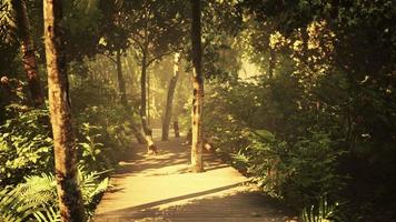 trilha de caminho de madeira de pranchas no parque florestal video
