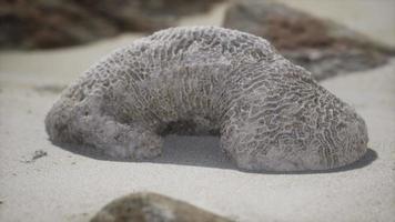 vieux corail sur la plage de sable video