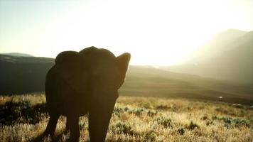 gammal afrikansk elefant går i savannen mot solnedgången video