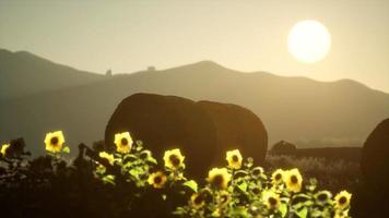 hay bales in the sunset video