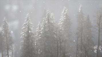 Misty fog in pine forest on mountain slopes video