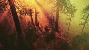 brouillard matinal dans la forêt de séquoias géants video