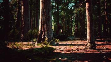 berömda sequoia park och jätte sequoia träd vid solnedgången video