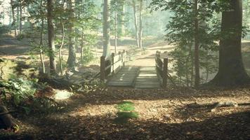 Alte Holzbrücke über einen kleinen Bach in einem Park video