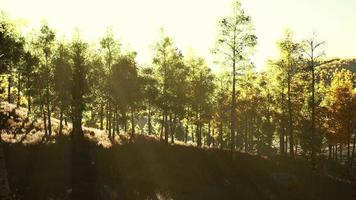 bright sunset in the mountains with yellow forest video