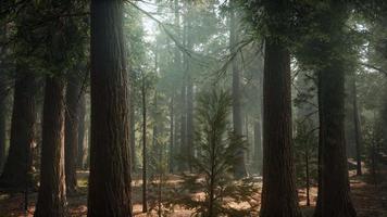 Sonnenaufgang in den Mammutbäumen, General Grant Grove, Sequoia National Park