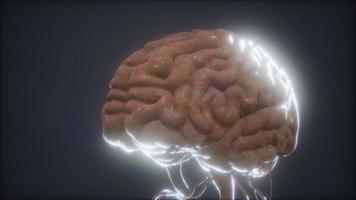 animiertes Modell des menschlichen Gehirns