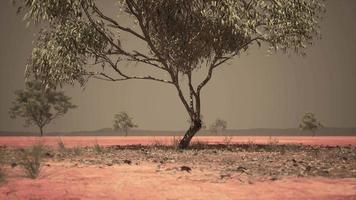 savana africana seca com árvores