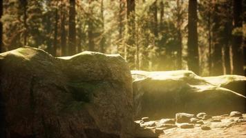 hyperlapse nella foresta di sequoie dall'alba video