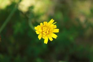flor de margarita en flor