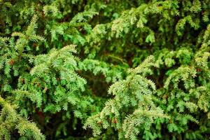 Evergreen European yew tree foliage close up, Taxus baccata tree, green evergreen tree branches photo