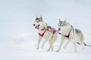 Sled dogs race competition, Siberian husky dogs in harness, Sleigh championship challenge in cold winter russia forest.